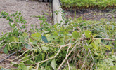 Grubsze gałęzie i organiczne odpady ogrodowe