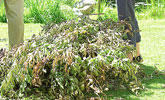 Miękkie odpady ogrodowe i gałęzie