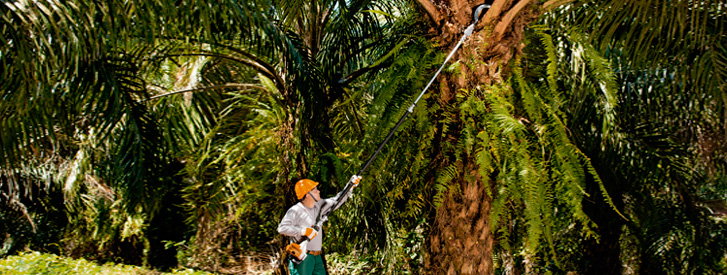 Cortadores de palma STIHL