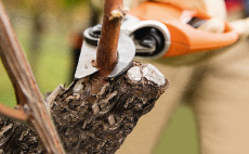 AP-System: Pruning shears
