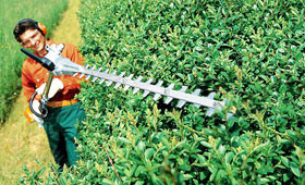 Extended length hedge trimmers