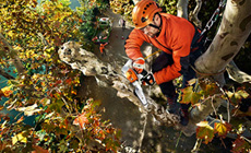 Arborist chain saws