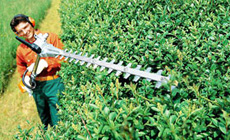 Petrol long-reach hedge trimmers